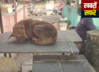 मटन मार्केट आवारा कुत्तों के हवाले, नगर परिषद की आंखों पर पट्टी