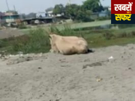 घुग्घुस के ऐतिहासिक तालाब पर अवैध भराव!