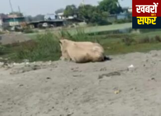 घुग्घुस के ऐतिहासिक तालाब पर अवैध भराव!