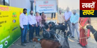 विधवा महिलांसाठी स्वावलंबनाची नवी पहाटलॉयड्स इन्फिनाइट फाउंडेशन मार्फत २० महिलांना शेळीपालन युनिट वाटप; ग्रामीण अर्थचक्राला नवी गती