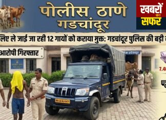 गडचांदूर पुलिस की बड़ी कार्रवाई: वध के लिए ले जाई जा रही 12 गायों को कराया मुक्त
