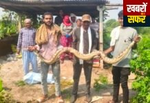 घुग्घुस में आठ फीट लंबे अजगर को सर्पमित्रों ने दिया जीवनदान