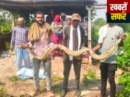 घुग्घुस में आठ फीट लंबे अजगर को सर्पमित्रों ने दिया जीवनदान