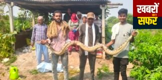 घुग्घुस में आठ फीट लंबे अजगर को सर्पमित्रों ने दिया जीवनदान
